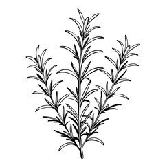 Rosemary herb illustration in black and white on a simple background