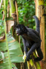 Spider Monkey in Its Natural Habitat in the Amazon Rainforest