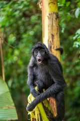 Spider Monkey in Its Natural Habitat in the Amazon Rainforest