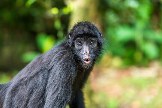 Spider Monkey Close-Up in the Amazon Rainforest, Brazil