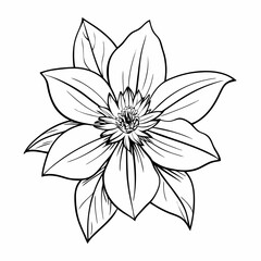 Fototapeta premium Clematis flower illustration in black and white on a simple background
