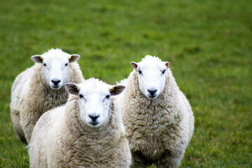 Fototapeta premium The Three Spring Irish Sheep