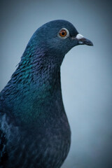 City River Pigeon 