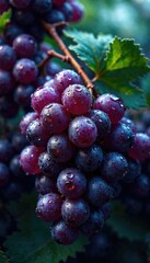 Fototapeta premium Water droplets glisten on purple concord grapes , concord, grapes, purple
