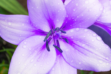 Summer flower background, lily flower of purple color blooming in the summer garden. Selective focus at the lily flower stamens