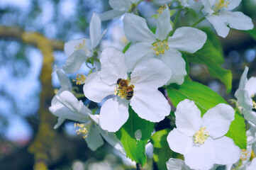 Blooming apple tree with bee collecting nectar from a flower-natural spring floral background