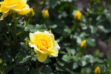 美しいバラの花