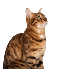 Studio portrait of adult bengal cat looking away on transparent background.