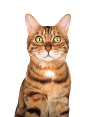 Studio portrait of an adult Bengal cat on a transparent background.