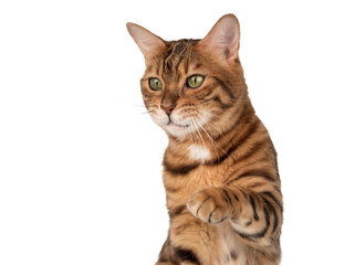 Obraz premium Studio portrait of an adult Bengal cat with a raised paw on a transparent background.