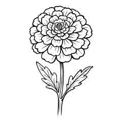 Marigold flower illustration in black and white on a simple background