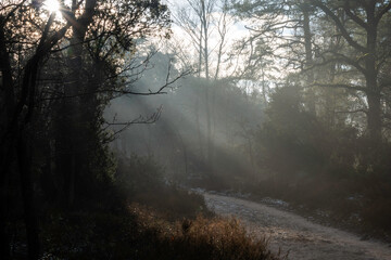 Misty Forest Pathway in Early Morning Winter Light