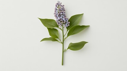 Elegant Fresh lilac branches in full bloom isolated on a crisp white background perfect for a vibrant May floral aesthetic 