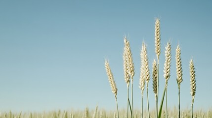Fototapeta premium Elegant Golden wheat field swaying in a gentle breeze with a clear azure sky above symbolizing the warmth and abundance of May 