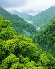 Lush green jungle landscape with misty mountains in background