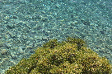  Picturesque view of the sea with transparent clear water and bright green plants on the shore on a sunny summer day