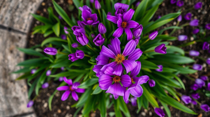 Overhead bird’s eye view of spring flowers, congratulating a woman in vivid purples and high contrast, deep ultraviolet hues