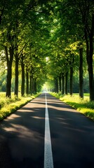 Fototapeta premium A straight road flanked by tall trees, leading to the horizon in bright daylight 