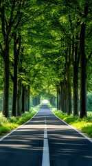 Obraz premium A straight road flanked by tall trees, leading to the horizon in bright daylight 
