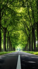 Obraz premium A straight road flanked by tall trees, leading to the horizon in bright daylight 
