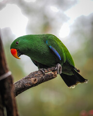 green winged macaw