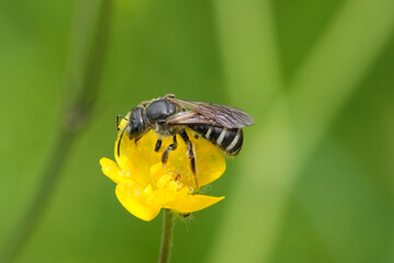 Closeup on a dark female giant furrow bee, Lasioglossum major on a buttercup flower