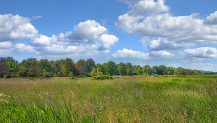 Nature, landscape and green grass in countryside with clouds, trees and blue sky in horizon for travel. Outdoor, lawn and plants in field for vacation, holiday and sustainable environment in Denmark