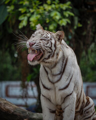 white bengal tiger in the zoo