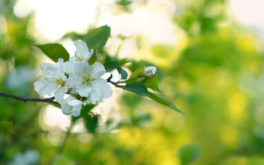 beautiful spring nature background. branch with apple tree flowers close up, abstract natural backdrop. gentle blossoming apple flowers, symbol of spring season.