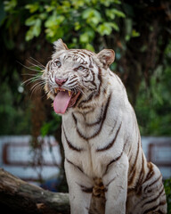 White tiger
