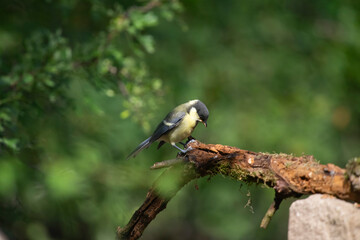 Great tit on the branch close-up