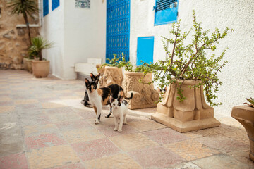 Three cats are currently standing on a sidewalk in front of a building