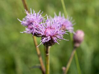 blooming thistle in summer