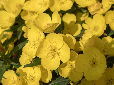 evening primrose flowers