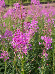 blooming fireweed on a meadow close up