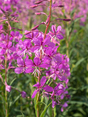 Fototapeta premium blooming fireweed in summer close up
