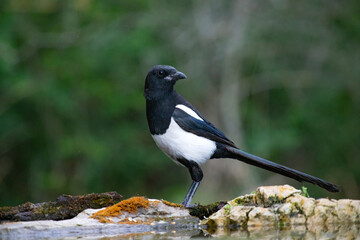 Common magpie (Pica pica)