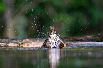 Song thrush (Turdus philomelos)