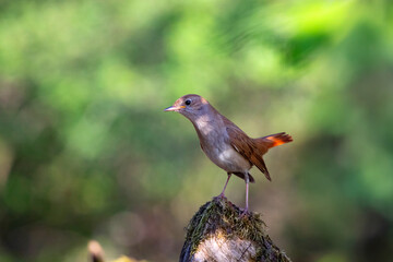 Common Nightingale perched near a pond