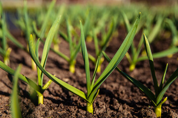 A vibrant bunch of green plants is growing out of the fertile ground