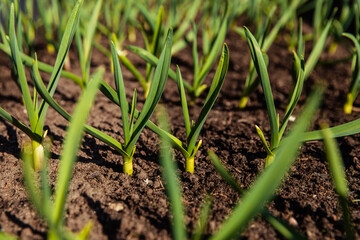 A vibrant bunch of green plants is growing out of the fertile ground
