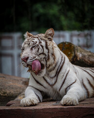 white bengal tiger