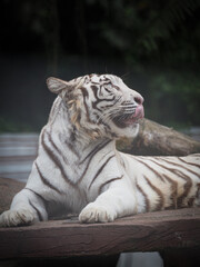 White tiger 