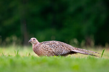 Common pheasant (Phasianus colchius) in green field