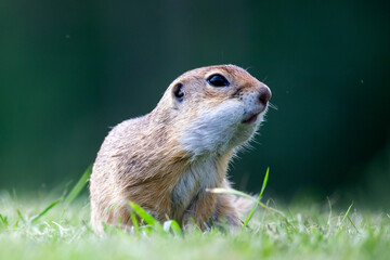 Funny ground squirrel