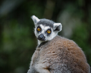 Obraz premium ring lemur