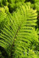 Vibrant fern leaves thrive under the warm summer sun, their intricate patterns and rich green hues creating a peaceful atmosphere in a serene forest environment.