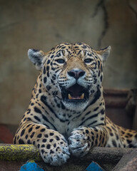 Portrait of a leopard 