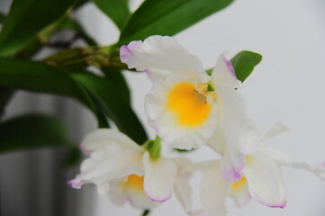 植物