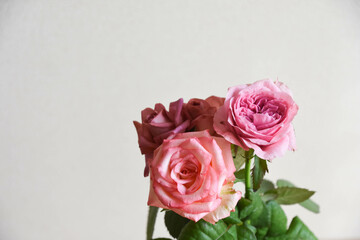 ブラウンとピンクのばら